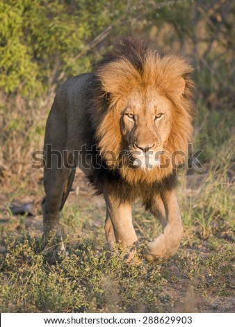 Vertical photo of Lion patriarch approaching camera with intimidating stare in golden light of late afternoon.