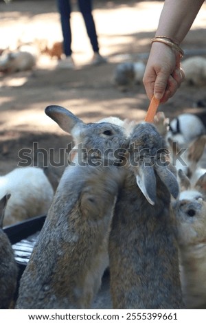 Similar – Foto Bild Hauskaninchen frisst frische Karotte