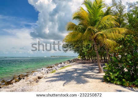 Palm beach. Palm trees on a beach, island in the Caribbean Sea.