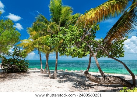 Similar – Image, Stock Photo Florida Keys Palm tree