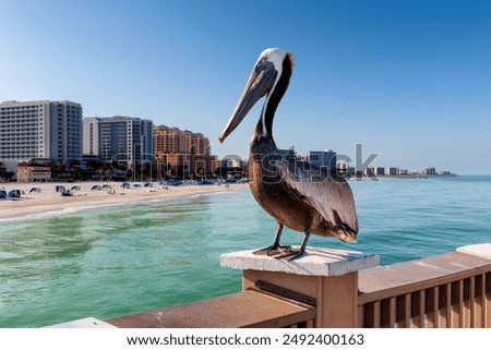 Foto Bild Pelikan auf den Florida Keys