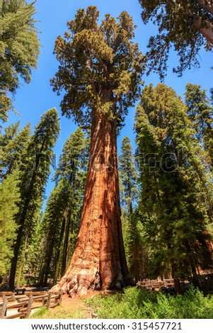 Sequoia Tree Rising to the Sky, General Sherman tree, Sequoia National Park,