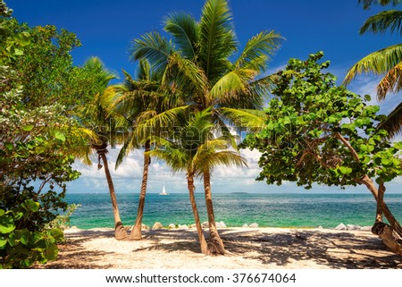 Similar – Image, Stock Photo Florida Keys Palm tree