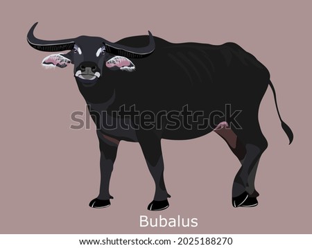 A black buffalo or Water buffalo (Bubalus arnee migona) buffalo which commonly lives in swampy areas which can still be found in areas, vector illustrator
