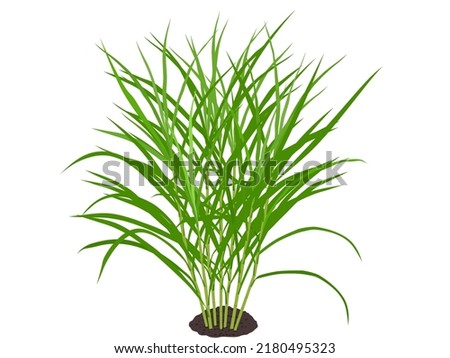 Napier grass or Cenchrus purpureus on a white background.