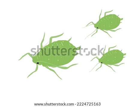 Aphididae on a white background.