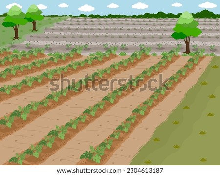 Similar – Image, Stock Photo Land of plenty | for vegetable lovers