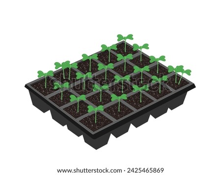 Chinese cabbage seedlings in a nursery tray.