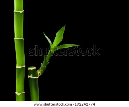 bamboo stalks on black background