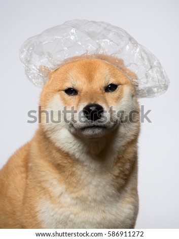Shower Cap Dog Shower Cap Dog