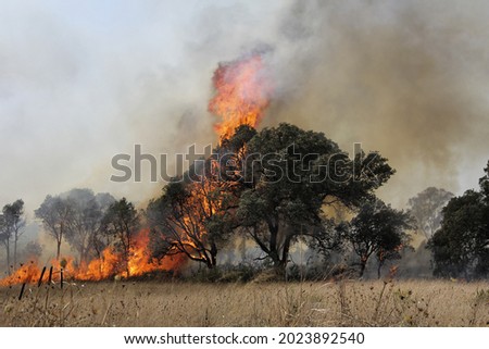 A tree devoured by flames. Fires in Italy, Sicily, Sardinia. Greece. Turkey. Climate change. Enviromental