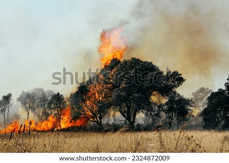 Similar – Image, Stock Photo Chile Environment