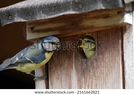 Similar – Image, Stock Photo Blue tit offspring in the tree