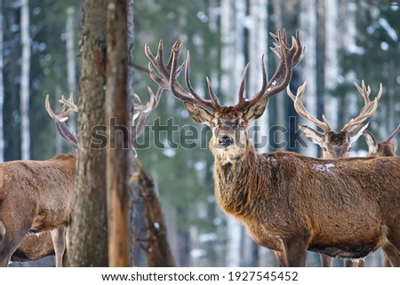 Red young deer in winter forest. wildlife, Protection of Nature. Raising deer in their natural environment. Beautiful deer in its natural habitat in the winter forest, wildlife poster, print