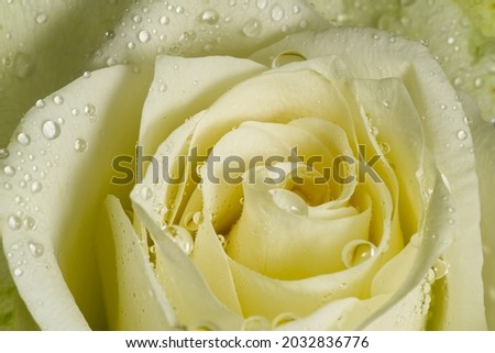 Similar – Image, Stock Photo Raindrops on the rose