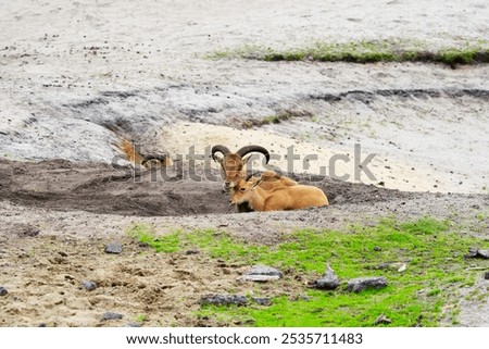 Similar – Image, Stock Photo Herd of Barbary sheep in bushes