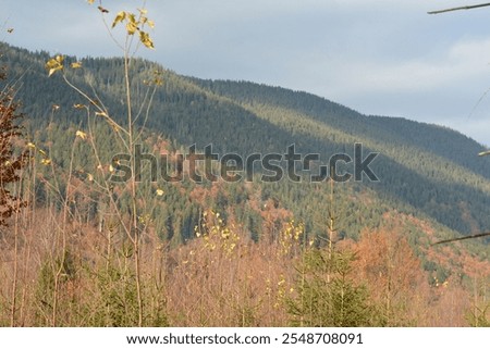 Similar – Image, Stock Photo Indian buzzer