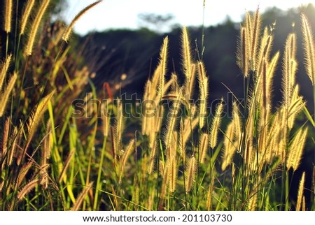Beautiful flower grass in evening nature background