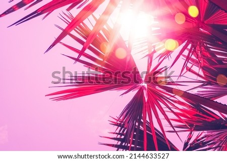 Similar – Image, Stock Photo Palm Springs Palm tree