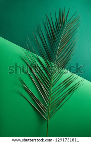 Natural Palm