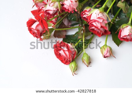red rose bouquet on white