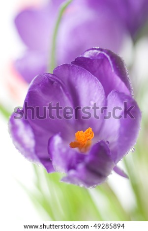 crocus bouquet isolated on white, shallow dof