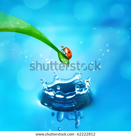 lady bug on green leaf and water splash