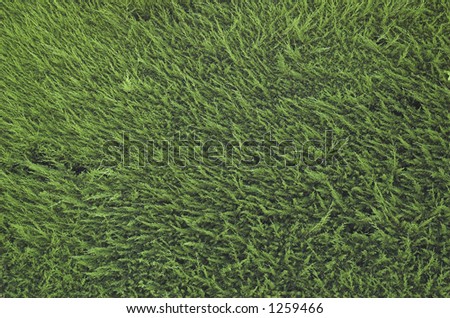 Neatly trimmed hedge background