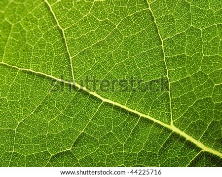Close-up of plant leaf.  Horizontally framed shot.
