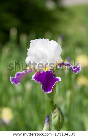 irises in the park, spring flowers in the garden, beautiful closeup flowers, wallpaper, background