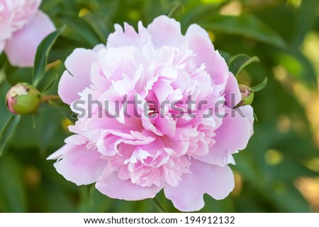 Peony, beautiful pink rose flowers on the bush, Floral  background, wallpaper
