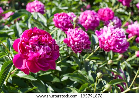 red peonies in the park, bushes of red and pink peonies in  blossom
