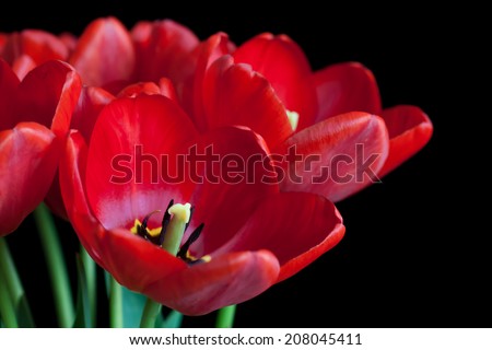 Beautiful red tulips on black background. Closeup  inside view. Wallpaper with amazing red flowers