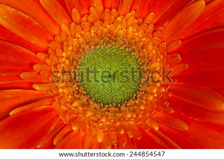 Gerbera daisy, beautiful orange flower, macro image. Wallpaper, background for desktop, mobile devices.
