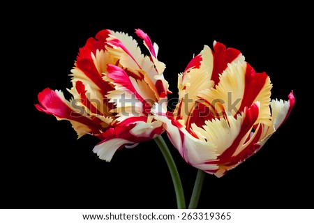 Amazing two colored  tulips on black background,  red and yellow oriental flowers, artistic image for wallpaper, greeting  cards, interior decoration