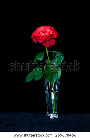 Rose in glass vase on velvet texture table-cloth, beautiful red flower on black background. Wallpaper,  interior design decoration idea, greeting card,mobile devices image