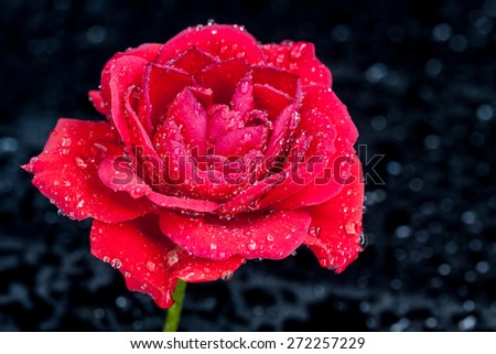 Beautiful red, pink rose with shining diamond drops on dark, black background with  spots. Floral wallpaper, greeting card image.