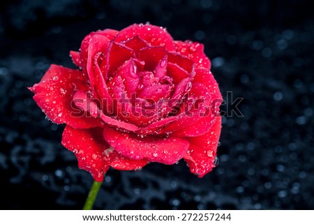 Beautiful red rose with shining diamond drops on dark, black background with  spots. Floral wallpaper, greeting card image.