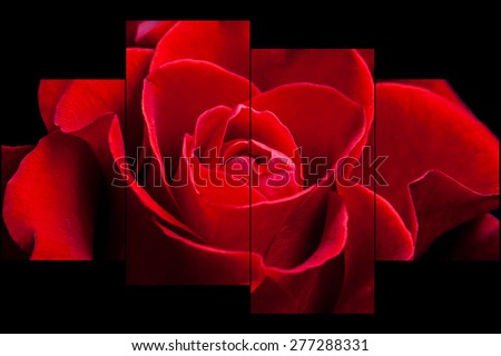 Floral  background, wallpaper, collage. Red  rose  on black. Interior design decor idea.