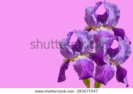 Floral wallpaper, greeting card. Purple irises,  beautiful violet, lilac  flowers on pink background with space for text