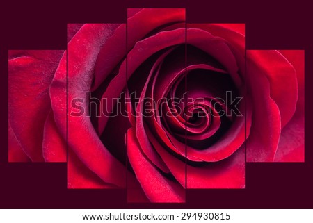 Floral  background, wallpaper, collage of  five  sets. Red  rose  on dark  burgundy, claret  field. Interior design decor  image.