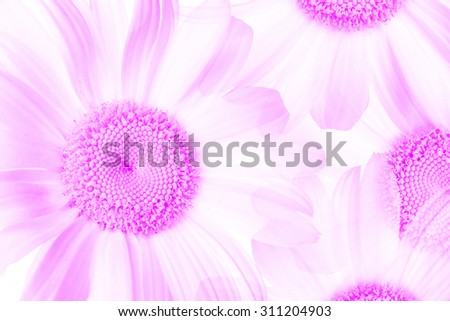 Floral artistic background, greeting card,  stylish  wallpaper, colorful  soft  blur  style. Chamomiles, daisy flowers image.