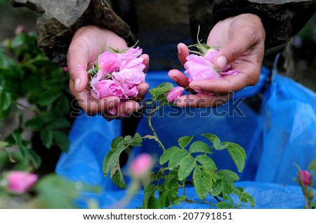 People picking roses for perfumes and rose oil in the garden in tarnichevo, Bulgaria May 29, 2012