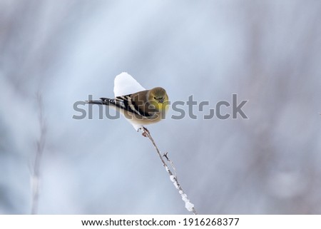 Image, Stock Photo Goldfinch in winter