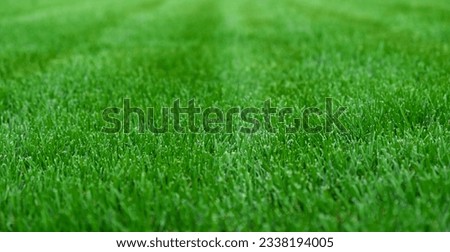 Image, Stock Photo Close up meadow with water