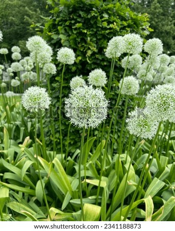 Similar – Image, Stock Photo Faded ornamental garlic ( Allium ) in the blue sea of flowers of catnip ( Nepeta )