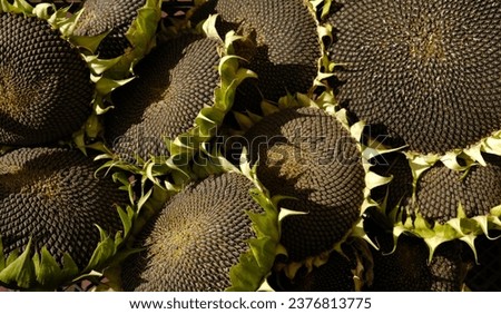 Similar – Image, Stock Photo Sunflower heads Sunflowers