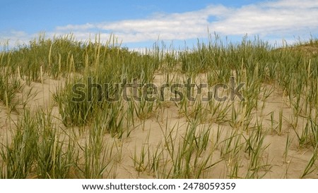 Similar – Image, Stock Photo Dune grass on sandy beach III