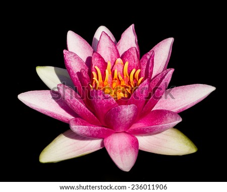 Isolated of pink lotus on black background.