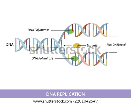 DNA replication. Education info graphic